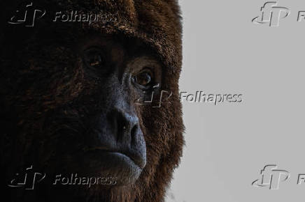 Macaco bugio no Cemacas