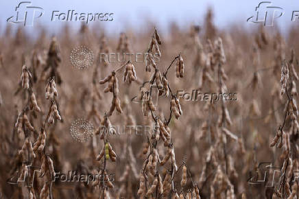 Soybean harvest in Rio Grande do Sul state, Brazil