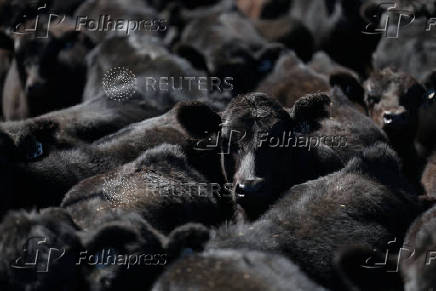 Angus beef cattle stand in a yard at Coombing Park farm in Carcoar