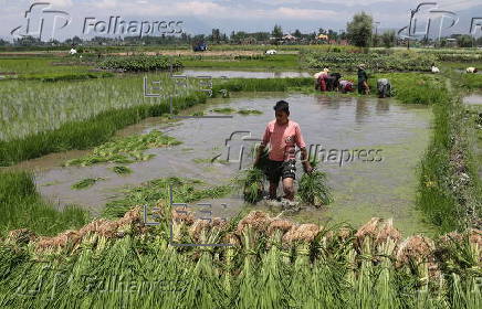 Rice planting season in Srinagar
