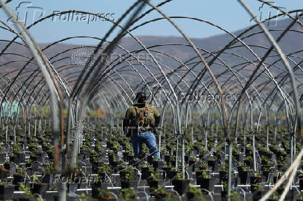 U.S. federal agents and immigration officers raid an agricultural facility in Camarillo