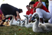 Annual swan upping ceremony along the River Thames