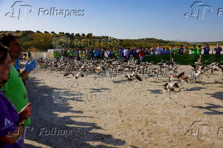 Flamingo chicks are fitted with identity rings in the Fuente de Piedra natural reserve, near Malaga