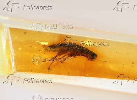 Amber from Ecuador reveals insects from the age of dinosaurs