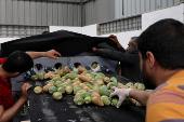 Yemen's prickly pear - from a wild fruit to a staple of the country's agriculture