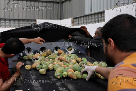 Yemen's prickly pear - from a wild fruit to a staple of the country's agriculture