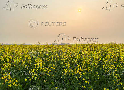 Canadian crops look good but resting on knife's edge at mid season