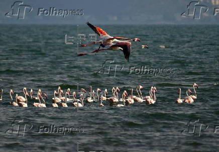 Migratory Flamingo birds at Nafplio