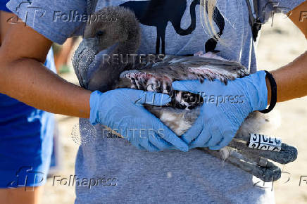 Flamingo chicks are fitted with identity rings in the Fuente de Piedra natural reserve, near Malaga