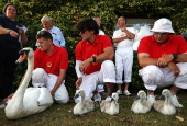 Annual swan upping ceremony along the River Thames