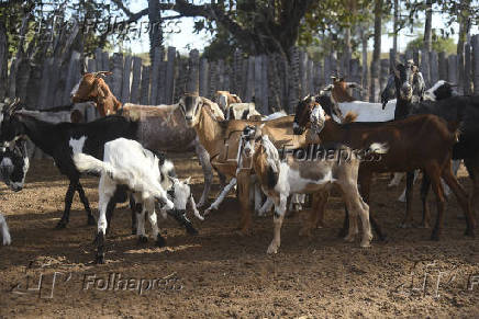 Agropecuaria
