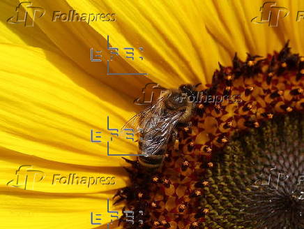 Asian hornets threaten native UK bees