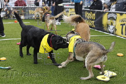 Folhapress - Fotos - Puppy Bowl 2024 in Austin, Texas