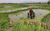 Rice planting season in Srinagar