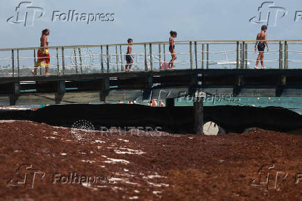 Sargassum seaweed blankets beaches in the Dominican Republic