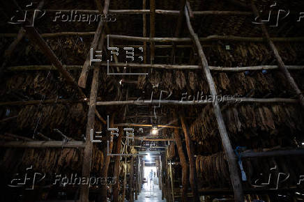 El tabaco dominicano vive su mejor momento con cifras récord de exportaciones