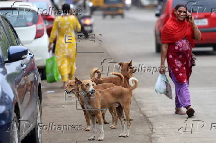 Supreme Court orders to move all stray dogs from Delhi-NCR to animal shelters