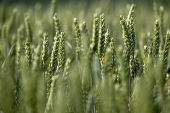 Cereal field in Belgium