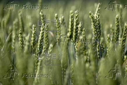 Cereal field in Belgium