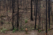 A year after the South Fork and Salt Fires ravaged a New Mexico Mountain village