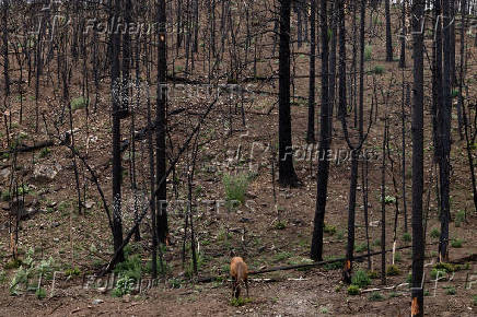 A year after the South Fork and Salt Fires ravaged a New Mexico Mountain village
