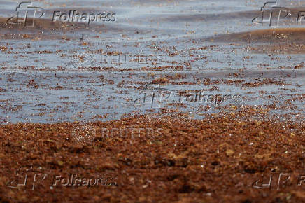 Sargassum seaweed blankets beaches in the Dominican Republic