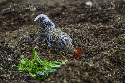 Galinhas, galos e pintinhos EM pasto de compostagem em SJC