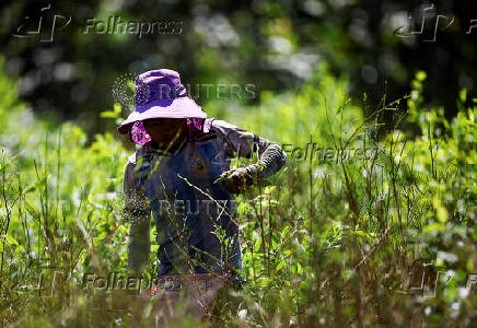 Inside a coca farm and market in Bolivia's countryside ahead of the general election