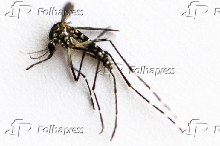 Mosquito da Dengue