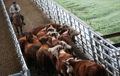 Where's the beef? Argentine steak exports slide as strong peso inflates costs