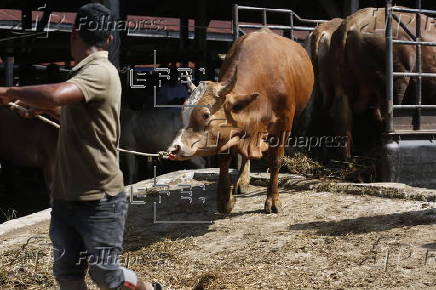 Eid al-Adha preparations in Aceh