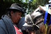 19th Regional Donkey Competition in Moniquira