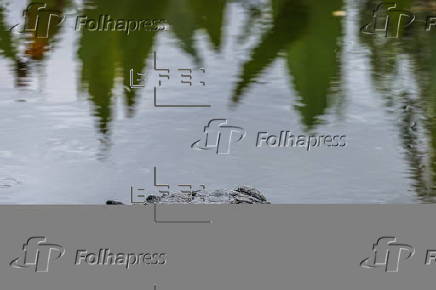 Florida's Alligator Alcatraz detention center