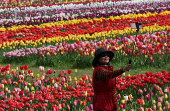 One and a half million tulips planted for Tulleys Tulip Fest at Tulleys Farm, Turners Hill