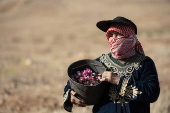 Damascene rose harvest in Syria