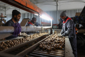 Farmers plant potatoes in a field outside Kolomna, Moscow region