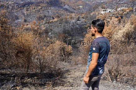 Aftermath of wildfires in Latakia countryside