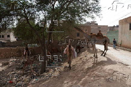 Climate change impacts herders in Yemen