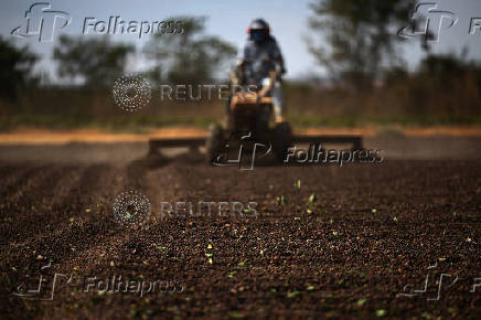 Coffee beans plantation near Brasilia