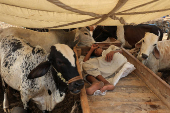 Cattle market ahead of Eid al-Adha celebrations, in Karachi
