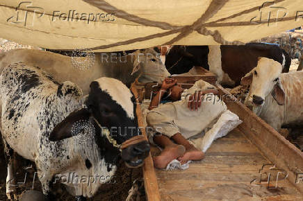 Cattle market ahead of Eid al-Adha celebrations, in Karachi