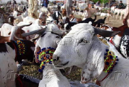 Livestock market in Karachi ahead of Eid al-Adha