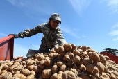 Farmers plant potatoes in a field outside Kolomna, Moscow region
