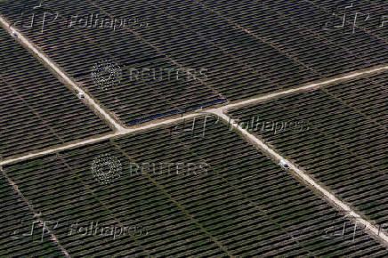 FILE PHOTO: An aerial view shows rows of solar panels at a solar farm in Anson, Texas