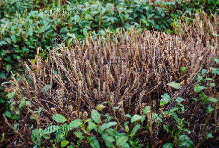 A tea bush grows after the harvesting season, at a tea plantation in Uji, Kyoto prefecture