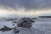 Marine life in South Australia harmed by a toxic algal bloom