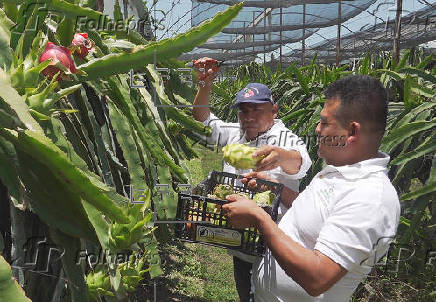 Productores del sur de México apuestan por cultivo de la pitahaya para arraigar a juventud