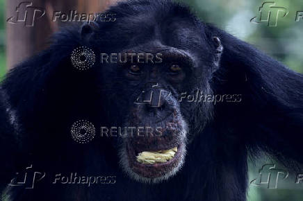 Yoko, chimpanzee rescued from wildlife trafficking, to find new home in Brazil, in Pereira
