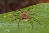 Aranha. (Kuribrong River, Guiana.