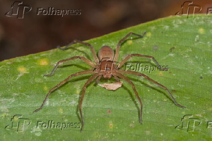 Aranha. (Kuribrong River, Guiana.